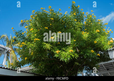 Ginger Thomas, Tacoma Stans, einen Baum mit gelben Trompete geformte Blüten wachsen auf St. Croix, Amerikanische Jungferninseln. Stockfoto