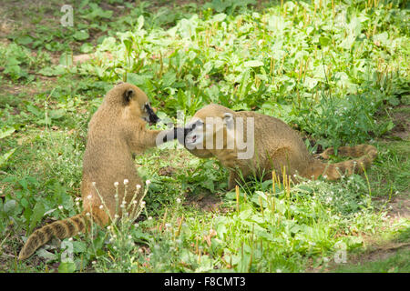 der große Nase Waschbär nach Mahlzeit sehr fröhlich Zeit verbringt Stockfoto