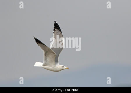 Erwachsenen Yellow-legged Möwe im Flug in Portugal Stockfoto