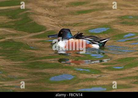 Männliche nördlichen Löffelenten im Winter in Portugal Stockfoto
