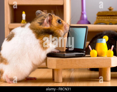 Geschäft Hamster überprüfen Sie Ihre E'mail auf einem laptop Stockfoto