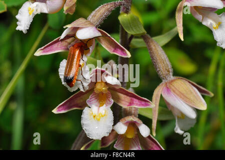 Marsh helleborine Epipactis palustris mit Soldier Beetle, Blüte im Juli auf Braunton Burrows nr Barnstaple Devon UK Stockfoto