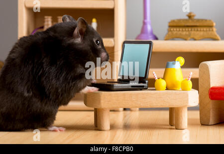 Geschäft Hamster überprüfen Sie Ihre E'mail auf einem laptop Stockfoto