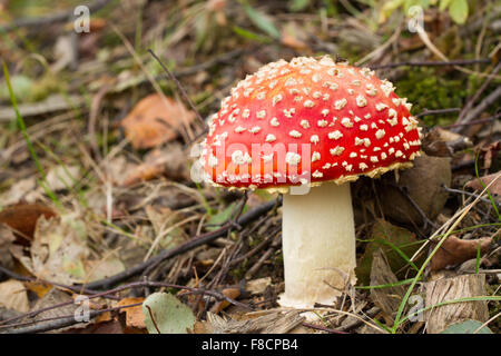 Eine rote bedeckte Fliegenpilz im Wald Unterholz. Stockfoto