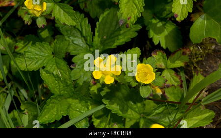 Erdbeere, Duchesnea Indica (oder Potentilla Indica) in Blüte zu verspotten. Stockfoto