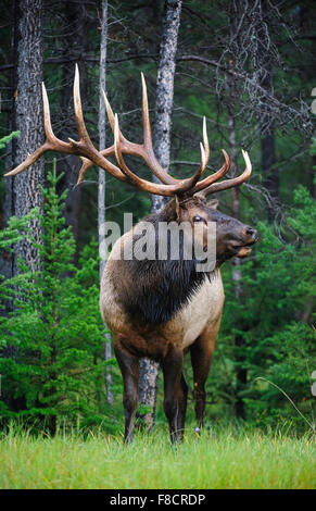 Stier Elch (Cervus Elaphus Canadensis), Rocky Mountains Stockfoto