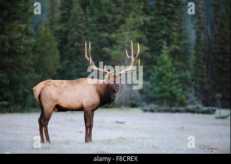 Stier Elch (Cervus Elaphus Canadensis), Rocky Mountains Stockfoto