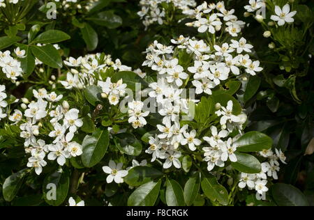 Mexikanische Orangenblüten, Mock Orange, Choisya ternata Stockfoto