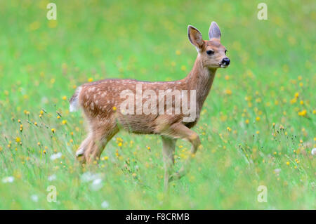 Schwarz - Tailed Hirsche Fawn, Pazifischer Nordwesten Stockfoto