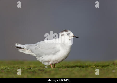 Kleine Möwe; Larus Minutus Single im Winterkleid UK Stockfoto