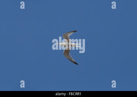 Zwergseeschwalbe; STERNA Albifrons Single im Flug; Anglesey; UK Stockfoto