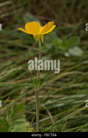 Knolligen Hahnenfuß, Ranunculus Bulbosus, zurückgebogenen Kelchblätter zeigen Stockfoto