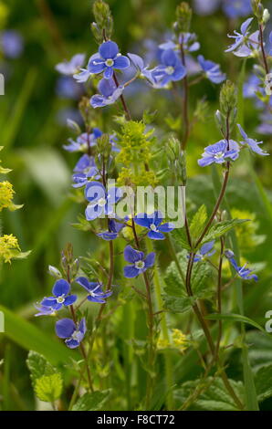 Gamander-Ehrenpreis, Veronica Chamaedrys, blühen im Frühjahr kurz vor. Devon. Stockfoto