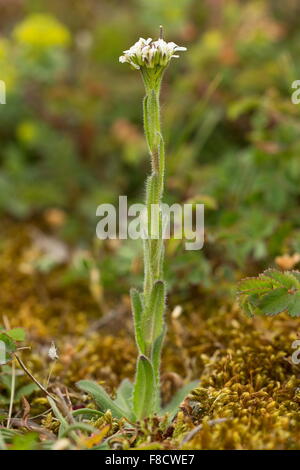 Behaarte Rock-Kresse, Arabis Hirsuta in Blüte auf kalkhaltigen Grasland. Stockfoto