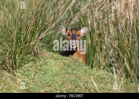 Muntjac Rotwild; Muntiacus Reevesi; Weiblich; Cornwall; UK Stockfoto