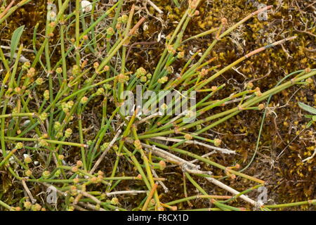 Gelenk-Kiefer, Sea Grape, Ephedra Distachya Ssp Distachya, in Blüte kommen auf Sanddünen, Bretagne. Stockfoto