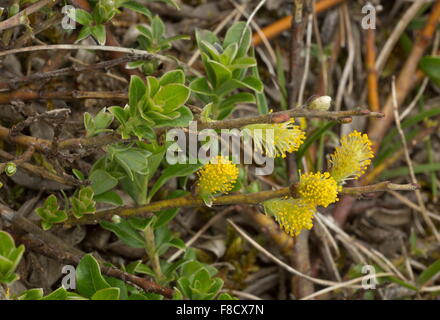 Schleichende Willow, Salix Repens in Blüte, in feuchten Düne-Flaute. Stockfoto