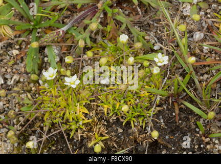 Heide Mastkraut, Sagina Subulata, blüht in der Küstenstadt Heide, Bretagne. Stockfoto