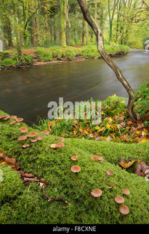 Fluss Camel; Schale Holz Bodmin; Cornwall; UK Stockfoto