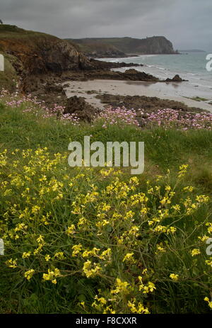 West Küste der Bretagne im Frühjahr mit Hederich und Sparsamkeit. Frankreich Stockfoto