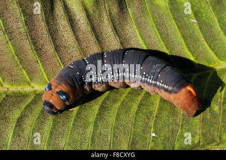 Eine hungrige Raupe (Larven der Ordensmitglieder Lepidoptera) verschieben suchen hier und da Essen auf einer Pflanze in einem Garten; Stockfoto