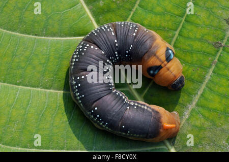 Eine hungrige Raupe (Larven der Ordensmitglieder Lepidoptera) verschieben suchen hier und da Essen auf einer Pflanze in einem Garten; Stockfoto