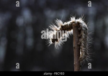 Eine hungrige Raupe (Larven der Ordensmitglieder Lepidoptera) verschieben suchen hier und da Essen auf einer Pflanze in einem Garten; Stockfoto