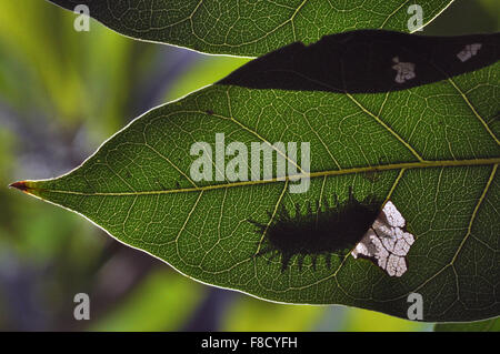 Schatten einer hungrigen Raupe (Larven der Ordensmitglieder Lepidoptera) auf der Suche nach Nahrung bewegen sich hier und da auf einem Blatt Stockfoto