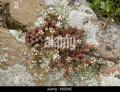 Englische Fetthenne, Sedum Anglicum in Blüte auf Küstenfelsen. Stockfoto