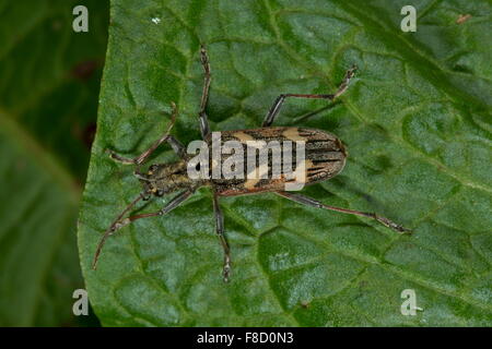Zwei-banded Longhorn Beetle, Rhagium Bifasciatum am Blatt. Stockfoto