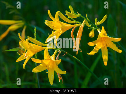 Tiger-Lilien im Garten mit Tautropfen. Lilium Lancifolium. Gelb orange Lilie Blume Stockfoto