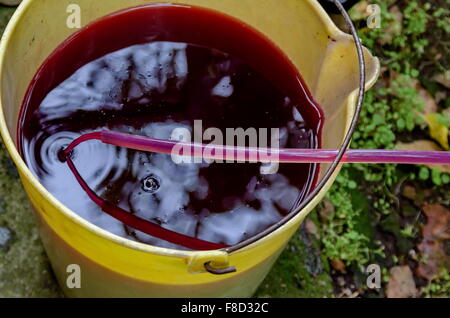 Teil aus der Produktion des neuen Weines im Hause Zustand, Spill-Rebe in den Eimer, Zavet, Bulgarien Stockfoto