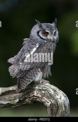 White-faced Zwergohreule Eule (Ptilopsis Leucotis) Stockfoto