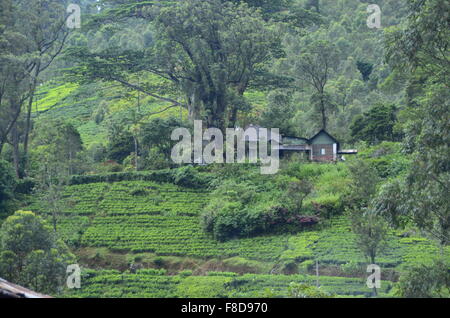 Bauernhaus mitten im nebligen Teegärten. In Dalhousie, Sri Lanka. Stockfoto