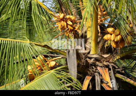 Teil einer Kokospalme mit Kokosnüssen, bereit, sie zu ernten Stockfoto