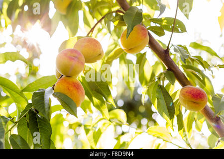 Pfirsiche Reifen auf einem Baum in einem Obstgarten. Stockfoto