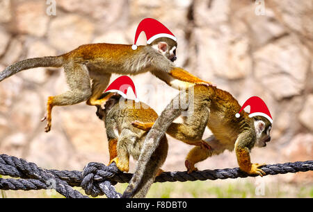 Affen in Red Santa Weihnachtsmützen spielen Narr am Seil Stockfoto