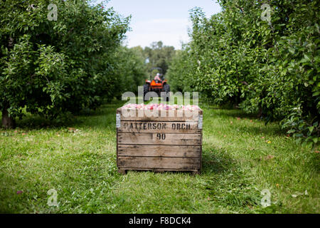 Eine Ernte von Äpfeln werden gesammelt in einer großen Holzkiste im Obstgarten. Stockfoto