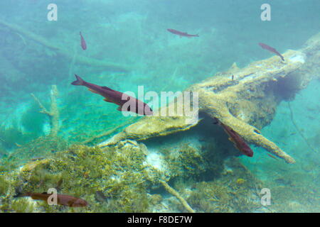 Fische schwimmen in den Plitvicer Seen, Nationalpark, Kroatien, Europa Stockfoto