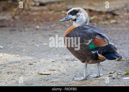 Juvenile australische Brandgans, Tadorna tadornoides Stockfoto