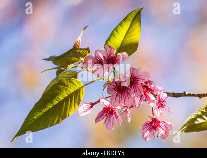 Wild Himalayan Cherry Blume, Thai Sakura Blüte Stockfoto