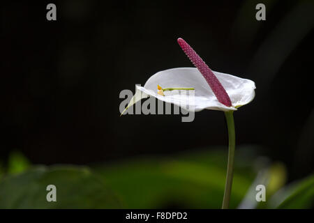 Weißen Anthurium Stockfoto