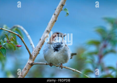 Haussperling (Passer Domesticus) Stockfoto