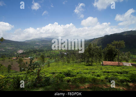 Landwirtschaftliche Flächen in Nilgiris in der Nähe von Ooty, Tamil Nadu, Indien Stockfoto