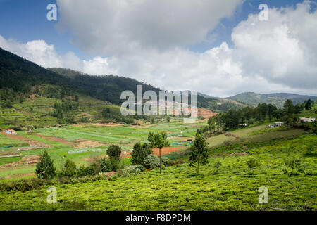 Landwirtschaftliche Flächen in Nilgiris in der Nähe von Ooty, Tamil Nadu, Indien Stockfoto