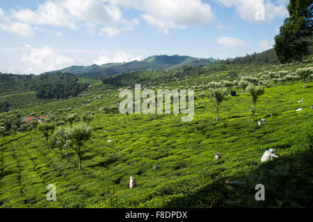 Teeplantage in Nilgiris in der Nähe von Ooty, Tamil Nadu, Indien Stockfoto