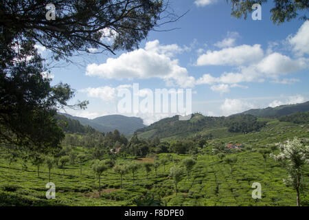 Landwirtschaftliche Flächen in Nilgiris in der Nähe von Ooty, Tamil Nadu, Indien Stockfoto