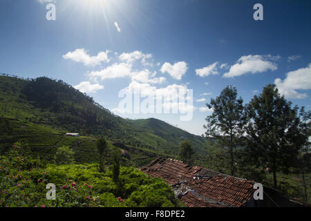 Landwirtschaftliche Flächen in Nilgiris in der Nähe von Ooty, Tamil Nadu, Indien Stockfoto