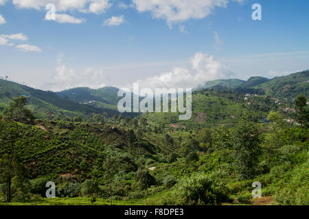 Landwirtschaftliche Flächen in Nilgiris in der Nähe von Ooty, Tamil Nadu, Indien Stockfoto