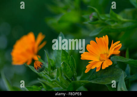 Orange Cosmos Blumen. Nahaufnahme orange Cosmos Blumen im Garten. Stockfoto